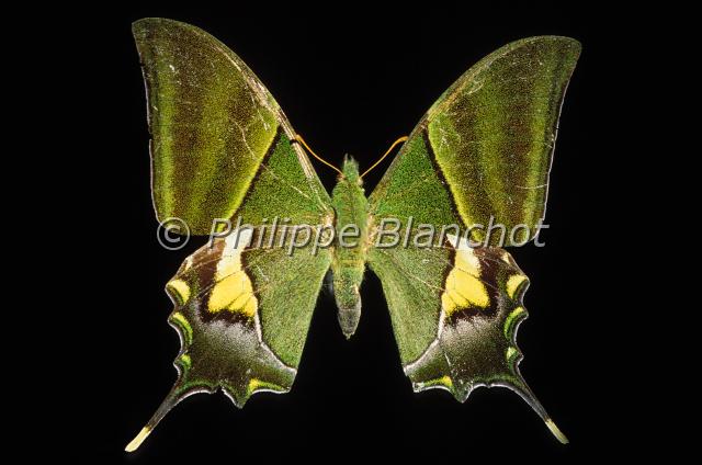 teinopalpus imperialis.JPG - Teinopalpus imperialisKaiser-i-HindLepidoptera, PapilionidaeInde